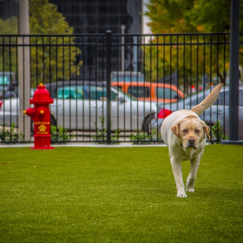 dog in dog park at sodo on main in downtown houston, tx